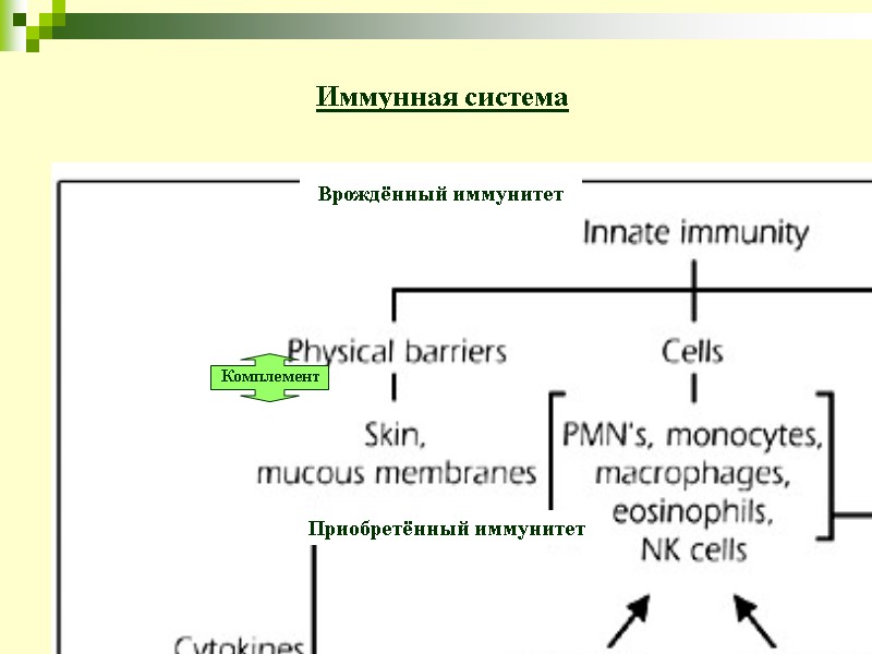3 Комплемент Иммунная система Врождённый иммунитет Приобретённый иммунитет